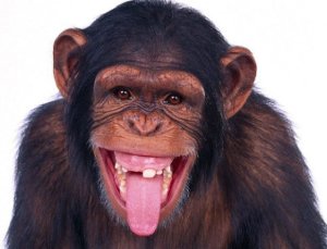 singe2.jpg singe2.jpg